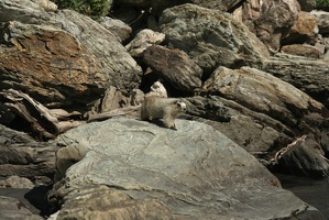 504 Marmottes 25juin13.24