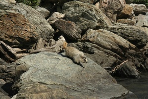 505 Marmottes 25juin13.24