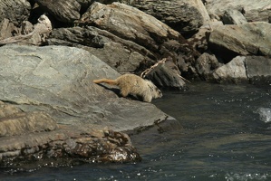 506 Marmottes 25juin13.24