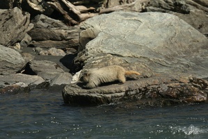 507 Marmottes 25juin13.24