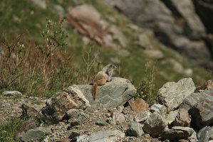 508 Marmottes 25juin13.24