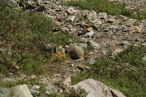 509 Marmottes 25juin13.26