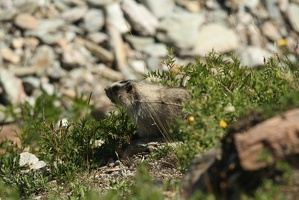 511 Marmottes 25juin13.38