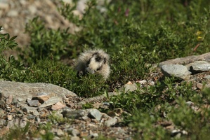 512 Marmottes 25juin13.39