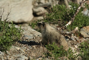 514 Marmottes 25juin13.39