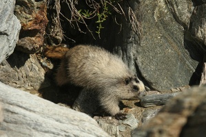 515 Marmottes 25juin13.40