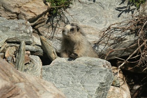 516 Marmottes 25juin13.41