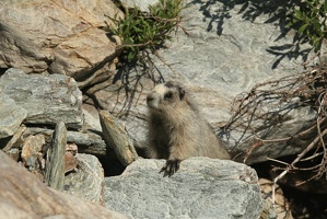 517 Marmottes 25juin13.41