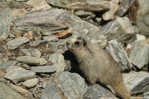 518 Marmottes 25juin13.42