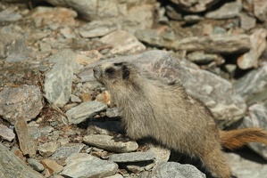 519 Marmottes 25juin13.42