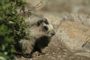 520 Marmottes 25juin13.42