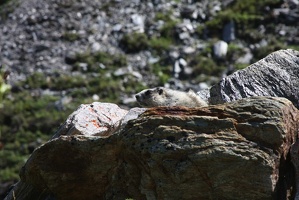 521 Marmottes 25juin13.45