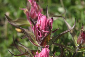 736 Fleurs 01juillet12.26