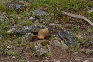 166 Yellowstone 26mai15 09H37