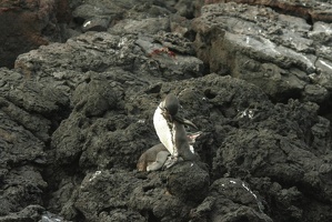 066 Galapagos 043015