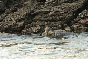 068 Galapagos 043015