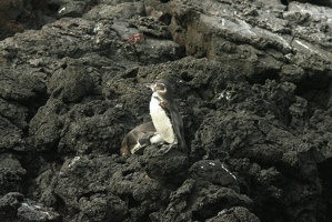 069 Galapagos 043015