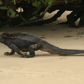 094 Galapagos 050209