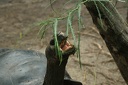 Reptiles