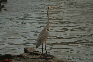 183 Galapagos 050317