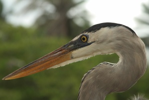 187 Galapagos 050411