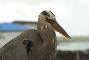 189 Galapagos 050411