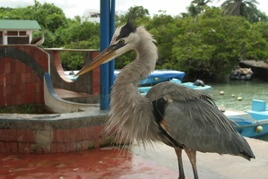 190 Galapagos 050411