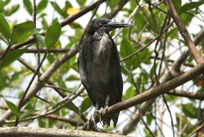 191 Galapagos 050411