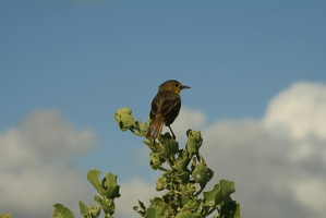 437 Galapagos 050817