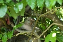 Macaque