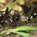 646_Vietnam_03-05-2010.jpg