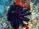 Meridionale