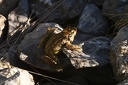 Batrachians